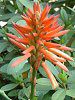 �A���G(Aloe)