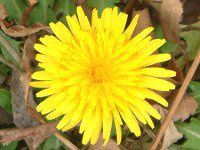 �Z�C���E�^���|�|�i���m�����p�j