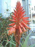 �A���G(Aloe)