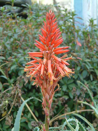 �A���G(Aloe)