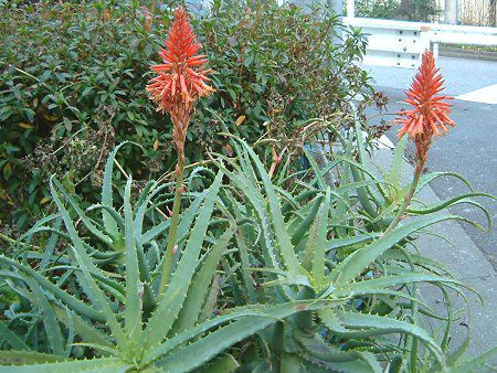 �A���G(Aloe)