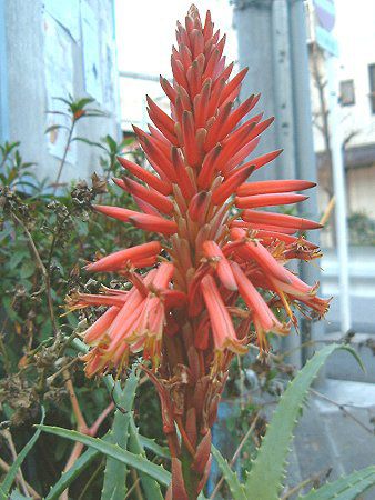 �A���G(Aloe)