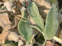 �����Y�C��(Lamb's ears)