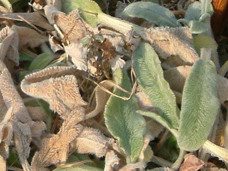 �����Y�C���[(Lamb's ears)