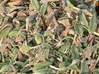 �����Y�C��(Lamb's ears)