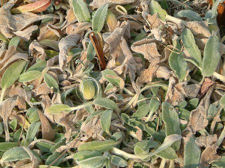 �����Y�C���[(Lamb's ears)