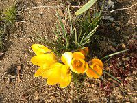 �N���b�J�X(Crocus)