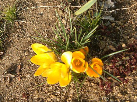 �N���b�J�X(Crocus)