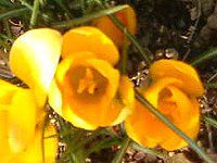 �N���b�J�X(Crocus)