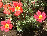 �}�c�o�{�^��(���t���O)-red-summer