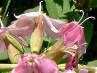 �\�[�v���[�g(Soapwort)