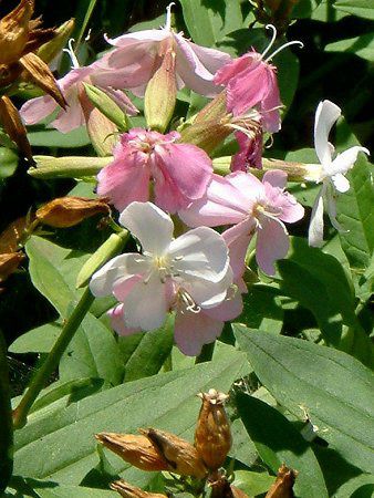 �\�[�v���[�g�iSoapwort�j