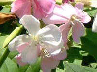 �T�|���\�E(Saponaria)�@�����F�i��