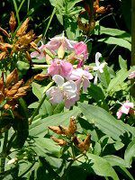 �\�[�v���[�g(Soapwort)