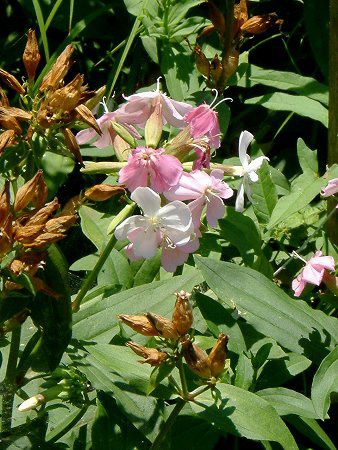 �\�[�v���[�g(Soapwort)