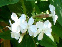 �T�|���\�E����(Saponaria)
