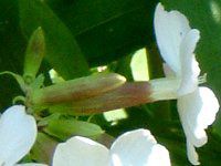 �\�[�v���[�g(Soapwort)