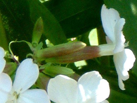 �\�[�v���[�g(Soapwort)