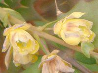 �q�C���M�i���e��(�A��V)