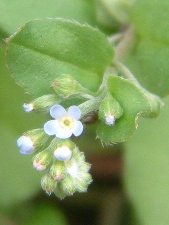 �L���E���O�T(�ӉZ��)