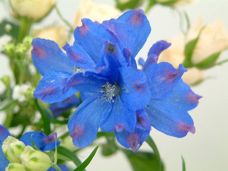 �f���t�B�j�E��(Delphinium)