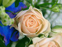 �f���t�B�j�E��(Delphinium)