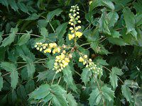�q�C���M�i���e��(�A��V)