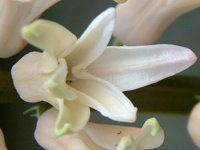 �q���V���X(Hyacinth)
