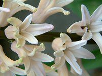 �q���V���X(Hyacinth)