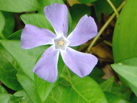 �r���J��}�W���[��(Vinca major)