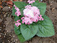 �A�Q���^��(Ageratum)