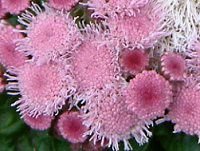 �A�Q���^��(Ageratum)