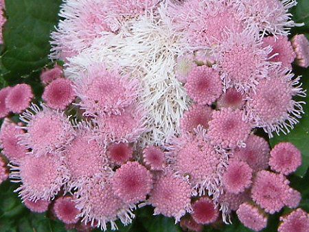 �A�Q���^��(Ageratum)