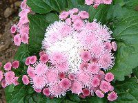 �A�Q���^��(Ageratum) 