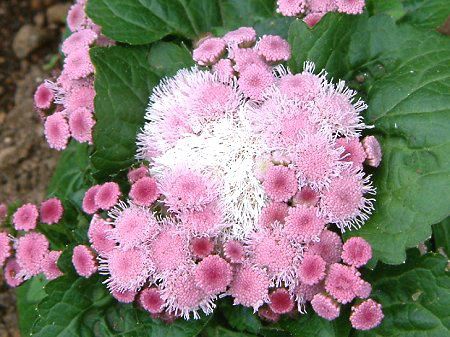 �A�Q���^��(Ageratum)