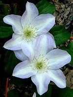 �N���}�`�X(Clematis)