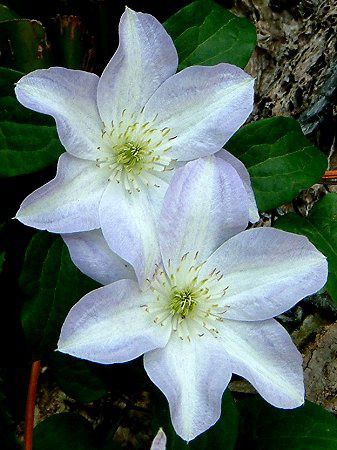�N���}�`�X(Clematis)