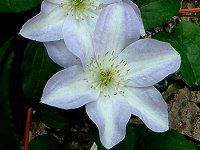 �N���}�`�X(Clematis)