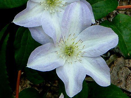 �N���}�`�X(Clematis)