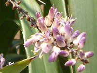 �R���f�B���l�E�X�g���N�^�iCordyline stricta�j
