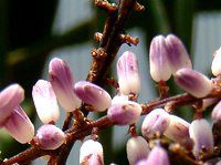 �R���f�B���l�E�X�g���N�^(Cordyline stricta)
