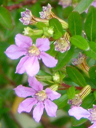 �N�t�F�A(Cuphea hyssopifolia)