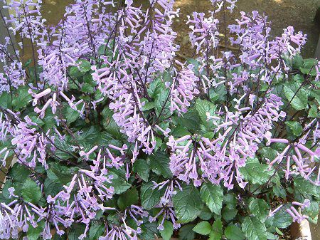 Plectranthus 'Mona Lavender