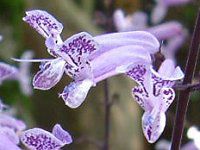 �v���N�g�����T�X�E���i���x���_�[(Plectranthus 'Mona Lavender')