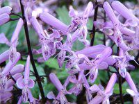 �v���N�g�����T�X�E���i ���x���_�[
