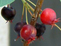 �W���[���x���[(June Berry)