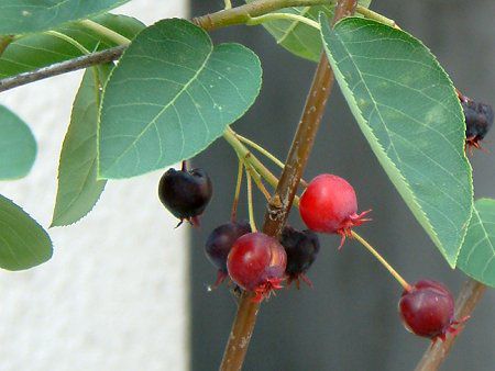 �W���[���x���[(June Berry)-red-summer