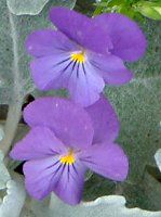 �r�I��(Viola)