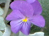 �r�I���iViola�j