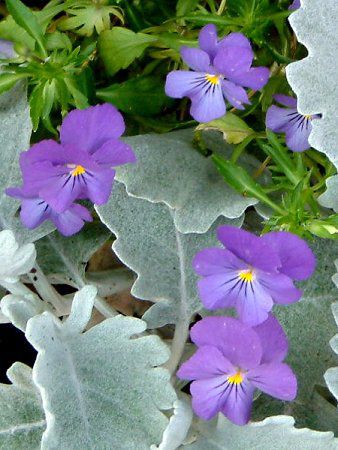 �r�I���iViola�j
